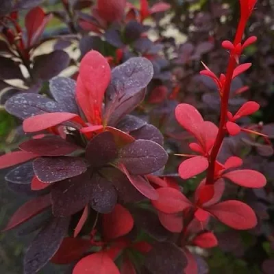 Барбарис РЕД ПИЛЛАР тунберга  Барбарис РЕД ПИЛЛАР тунберга в Саратове