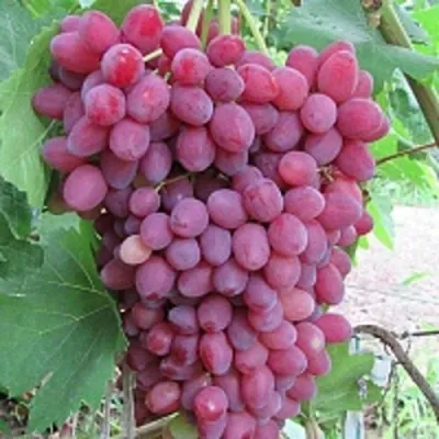 Виноград КИШМИШ ВЕЛЕС в Саратове