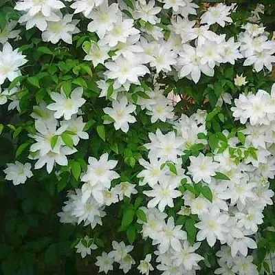 Клематис ТОКИ в Саратове