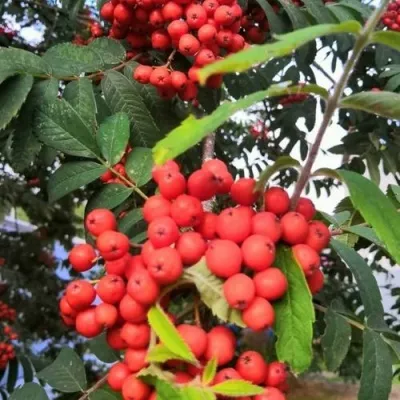 Рябина НЕВЕЖИНСКАЯ сладкоплодная — описание сорта Рябина НЕВЕЖИНСКАЯ сладкоплодная в Саратове