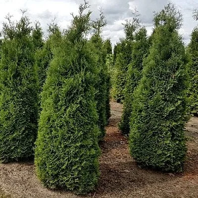 Туя ХОЛМСТРУП западная в Саратове