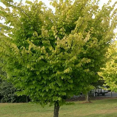 Вяз обыкновенный  Вяз обыкновенный в Саратове