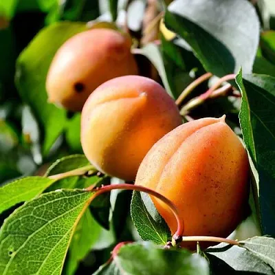 Абрикос БАЙ  Абрикос БАЙ в Саратове