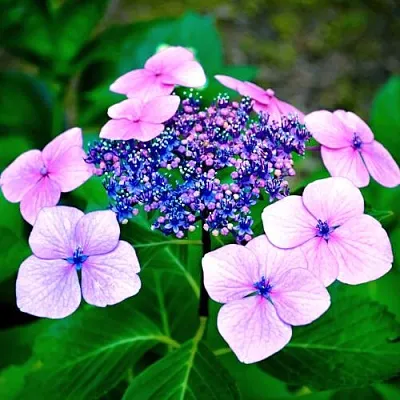 Гортензия БЛЮБЕРД пильчатая  Гортензия БЛЮБЕРД пильчатая в Саратове