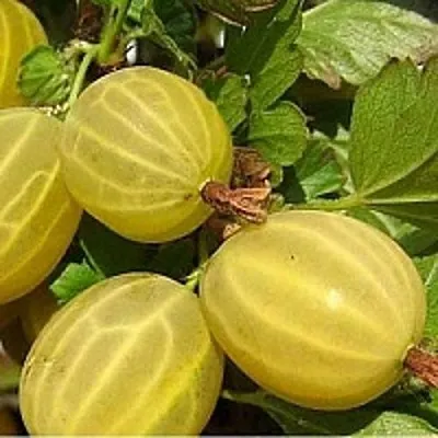 Крыжовник ЯРОВОЙ  Крыжовник ЯРОВОЙ в Саратове