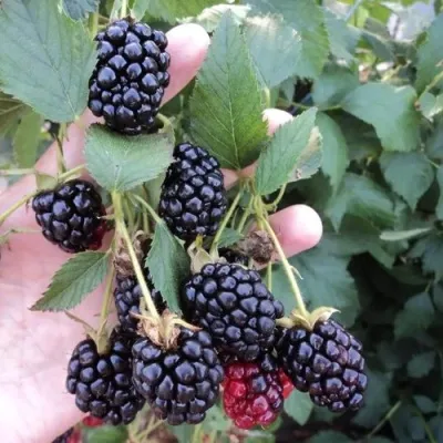 Ежевика ОУАЧИТА бесшипная — описание сорта Ежевика ОУАЧИТА бесшипная в Саратове