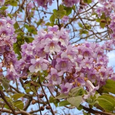 Павлония ПАО ТОГН Z07 в Саратове