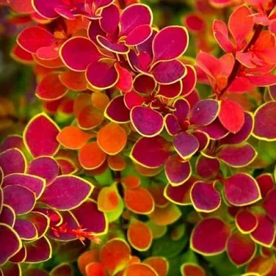 Барбарис ОРАНЖ САНРАЙЗ тунберга  Барбарис ОРАНЖ САНРАЙЗ тунберга в Саратове