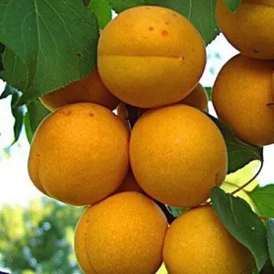 Абрикос ОНТАРИО  Абрикос ОНТАРИО в Саратове