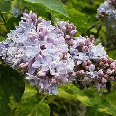 Сирень АУКУБАФОЛИЯ в Саратове