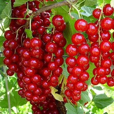 Смородина красная ЙОНКЕР ВАН ТЕТС в Саратове