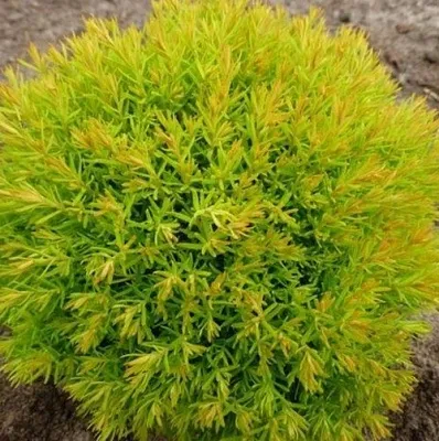 Туя АННИЕК западная в Саратове