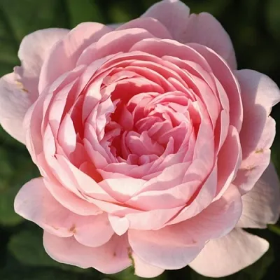 Саженцы роз КУИН ОФ СУИДЕН английская  Саженцы роз КУИН ОФ СУИДЕН английская в Саратове