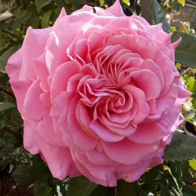 Саженцы роз ЭШЛИ чайно-гибридная — описание сорта Саженцы роз ЭШЛИ чайно-гибридная в Саратове