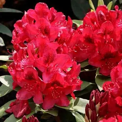 Рододендрон МАТАДОР  Рододендрон МАТАДОР в Саратове