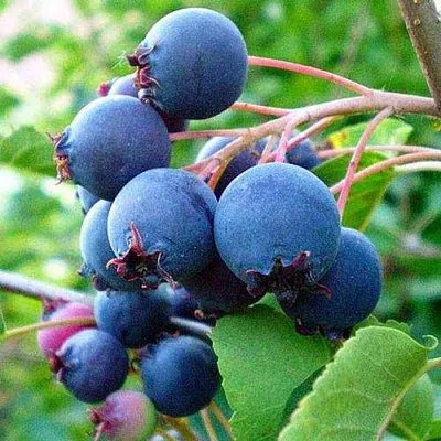 Ирга ПЕМБИНА  Ирга ПЕМБИНА в Саратове