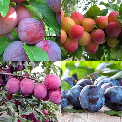 Комплект СЛИВОВЫЙ САД в Саратове