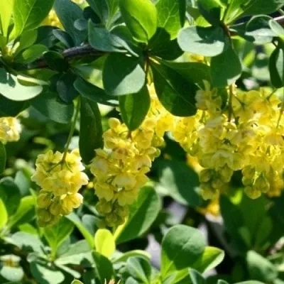 Барбарис ИНДИАН САММЕР   Барбарис ИНДИАН САММЕР  в Саратове