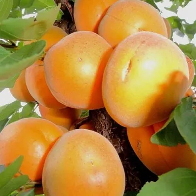 Абрикос ДЕСЕРТНЫЙ  Абрикос ДЕСЕРТНЫЙ в Саратове