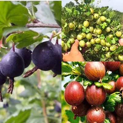 Комплект КРЫЖОВНИК MIX в Саратове