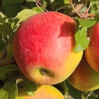 Яблоня САКАВИТА в Саратове