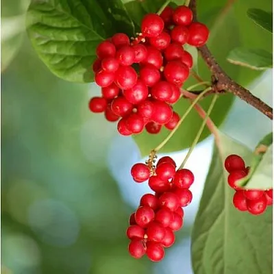 Лимонник ДЕБЮТ китайский  Лимонник ДЕБЮТ китайский в Саратове