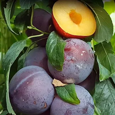 НЕКТАПРИУМ  НЕКТАПРИУМ в Саратове