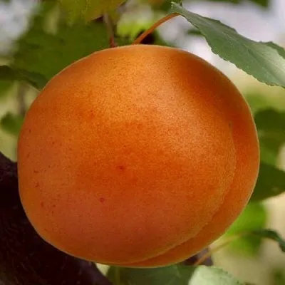 Абрикос ОЛИМП  Абрикос ОЛИМП в Саратове