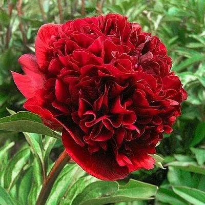 Пион РЕД ГРЕЙС травянистый  Пион РЕД ГРЕЙС травянистый в Саратове