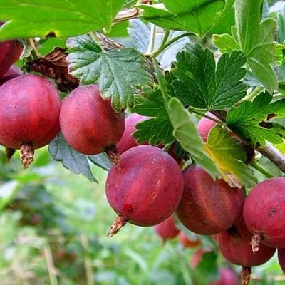 Крыжовник КРАСНОСЛАВЯНСКИЙ  Крыжовник КРАСНОСЛАВЯНСКИЙ в Саратове