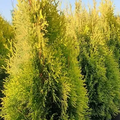 Туя ГОЛДЕН СМАРАГД западная в Саратове