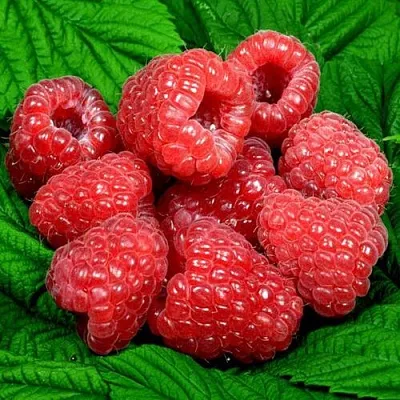 Саженцы малины оптом  Саженцы малины оптом в Саратове