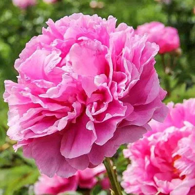 Пион АЛЕКСАНДР ФЛЕМИНГ травянистый  Пион АЛЕКСАНДР ФЛЕМИНГ травянистый в Саратове