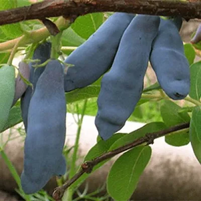 Жимолость съедобная ЛЕНИНГРАДСКИЙ ВЕЛИКАН  Жимолость съедобная ЛЕНИНГРАДСКИЙ ВЕЛИКАН в Саратове