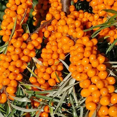 Облепиха ЕЛИЗАВЕТА в Саратове