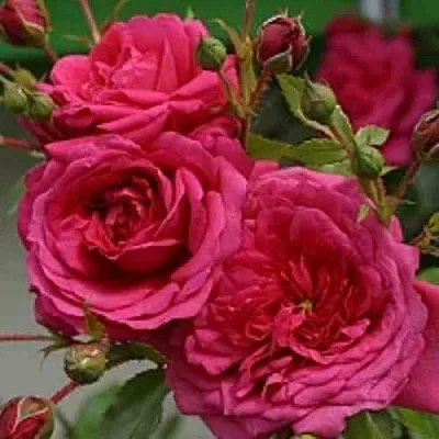 Саженцы роз ЛАГУНА плетистая  Саженцы роз ЛАГУНА плетистая в Саратове