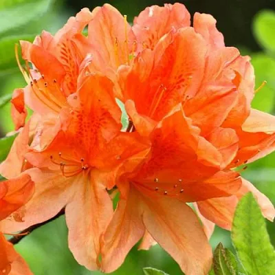 Азалия ГЕЙША ОРАНЖ японская в Саратове