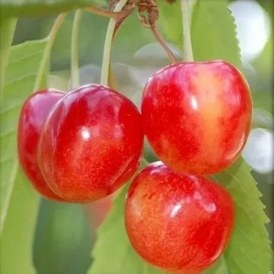 Черешня БРЯНСКАЯ РОЗОВАЯ в Саратове