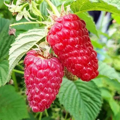 Малина ПШЕХИБА  Малина ПШЕХИБА в Саратове