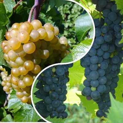 Комплект ИНЬ-ЯНЬ в Саратове