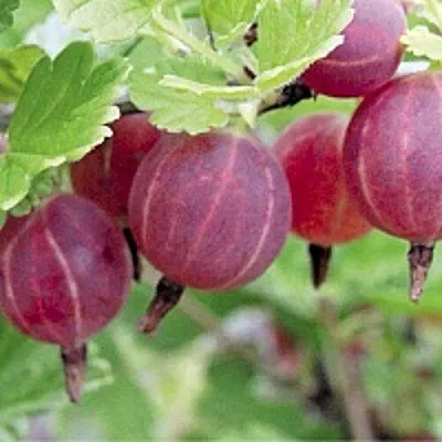 Крыжовник РАВОЛТ  Крыжовник РАВОЛТ в Саратове