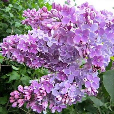 Сирень ОЛЯ  Сирень ОЛЯ в Саратове