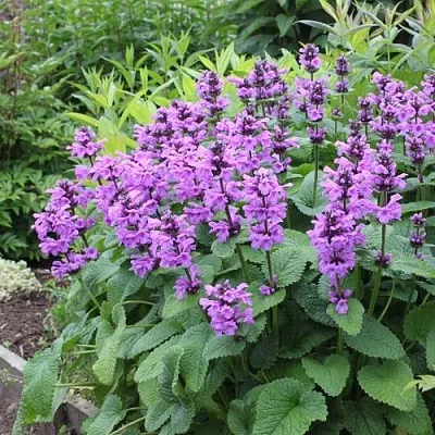 Буквица крупноцветковая  Буквица крупноцветковая в Саратове