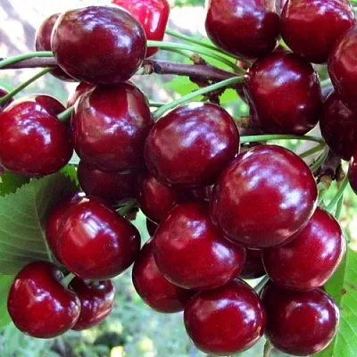 Вишня ЖУКОВСКАЯ в Саратове