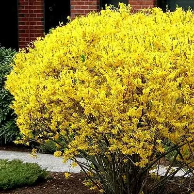 Форзиция ЛИНВУД  Форзиция ЛИНВУД в Саратове