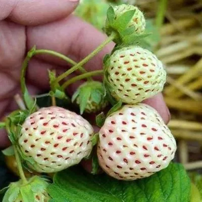 Клубника АНАНАСА ремонтантная в Саратове