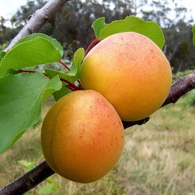 Абрикос ОРЛОВЧАНИН  Абрикос ОРЛОВЧАНИН в Саратове