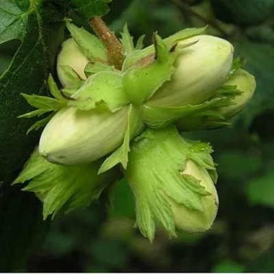 Фундук ТАМБОВСКИЙ ПОЗДНИЙ  Фундук ТАМБОВСКИЙ ПОЗДНИЙ в Саратове