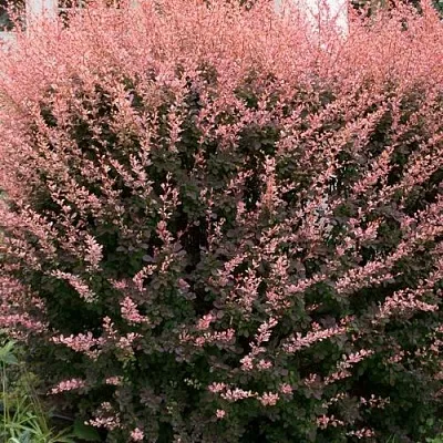 Барбарис РОУЗ ГЛОУ тунберга  Барбарис РОУЗ ГЛОУ тунберга в Саратове