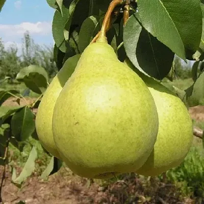 Груша МЕДОВАЯ колонновидная  Груша Медовая Колонновидная в Саратове